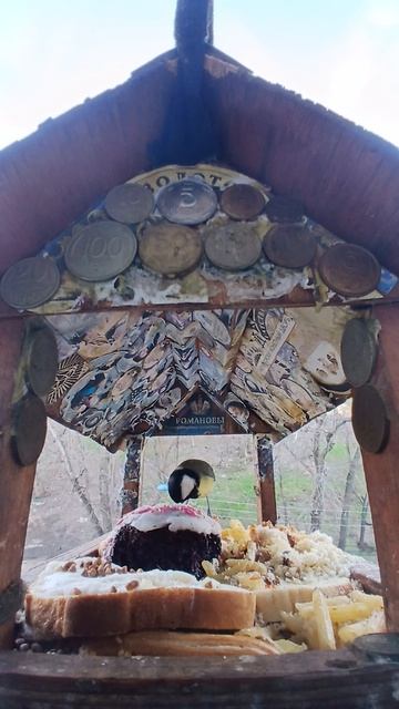 1000015352.mp4Жизнь кормушки.15.04.2026г.