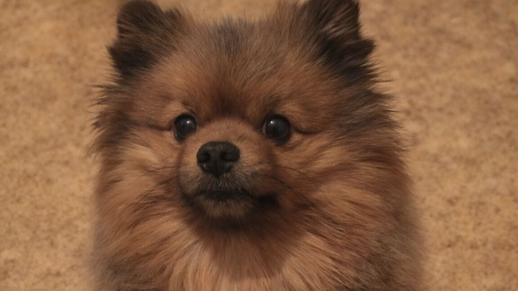 ПУСЁНОК УШЁЛ В ВЕЧНОСТЬ ▴ ВЕДЬМИНА ИЗБА. ИНГА ХОСРОЕВА