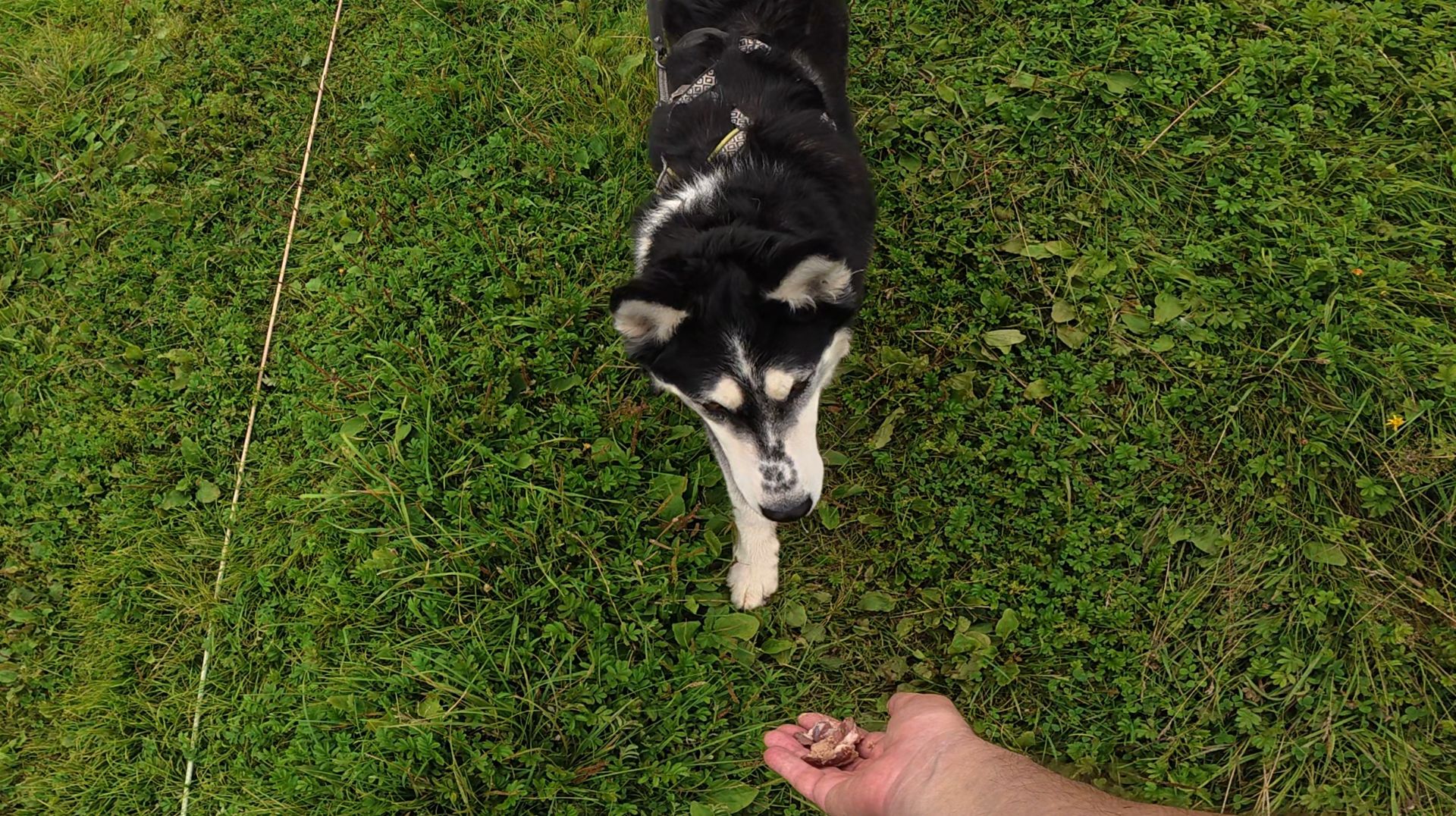 Жизнь хаски Дика на даче 16.08.2025 часть 4