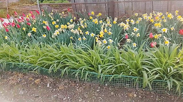 Цветник с нарциссами и тюльпанами