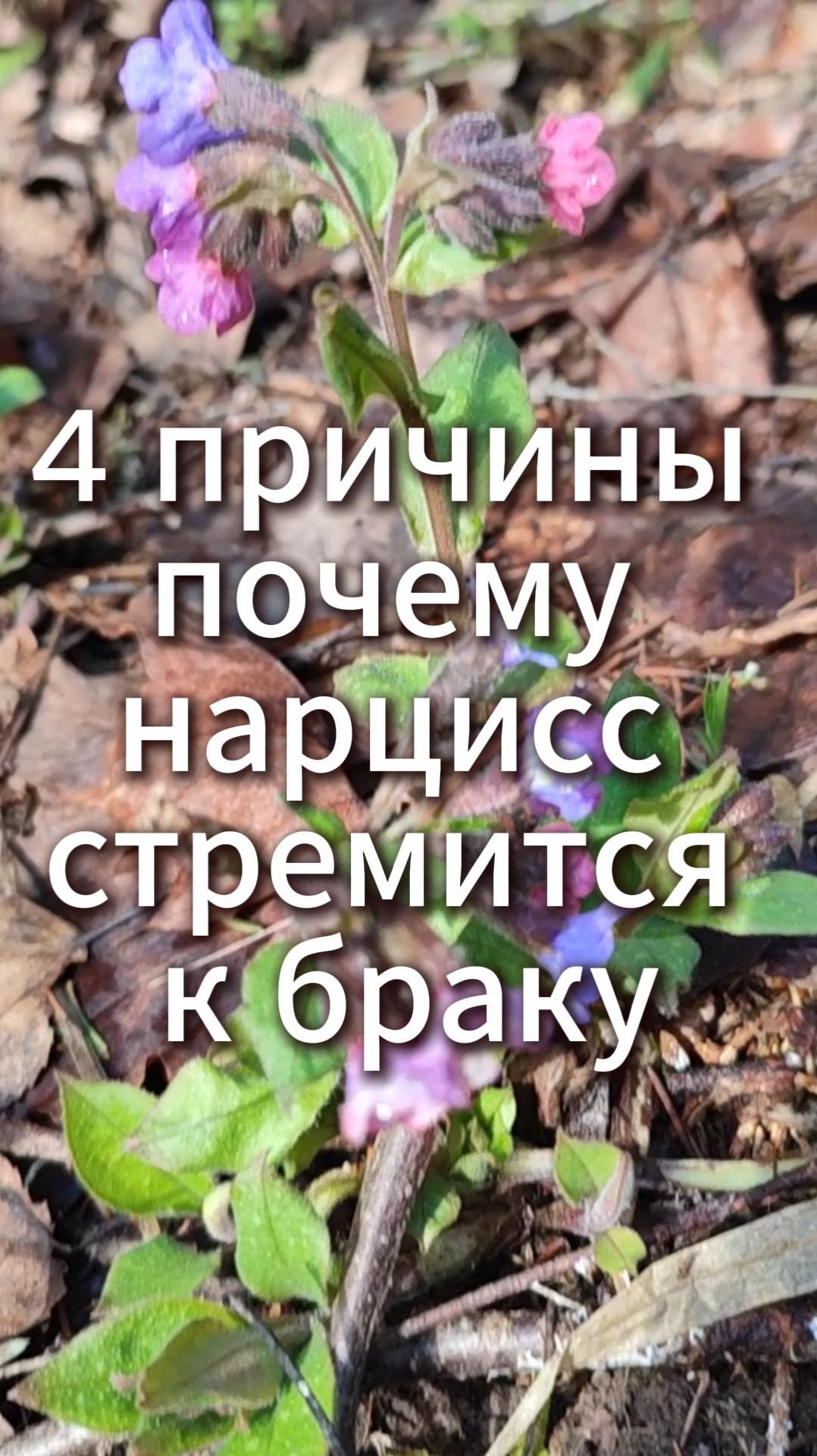 4 причины почему нарцисс стремится к браку