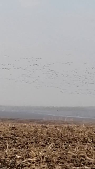 Я в жизни не видела сколько гусей!!! 🪿🪿🪿