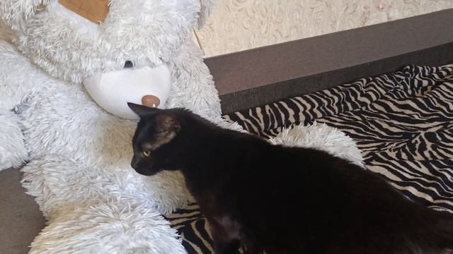 Кот и Миша🐈⬛🧸