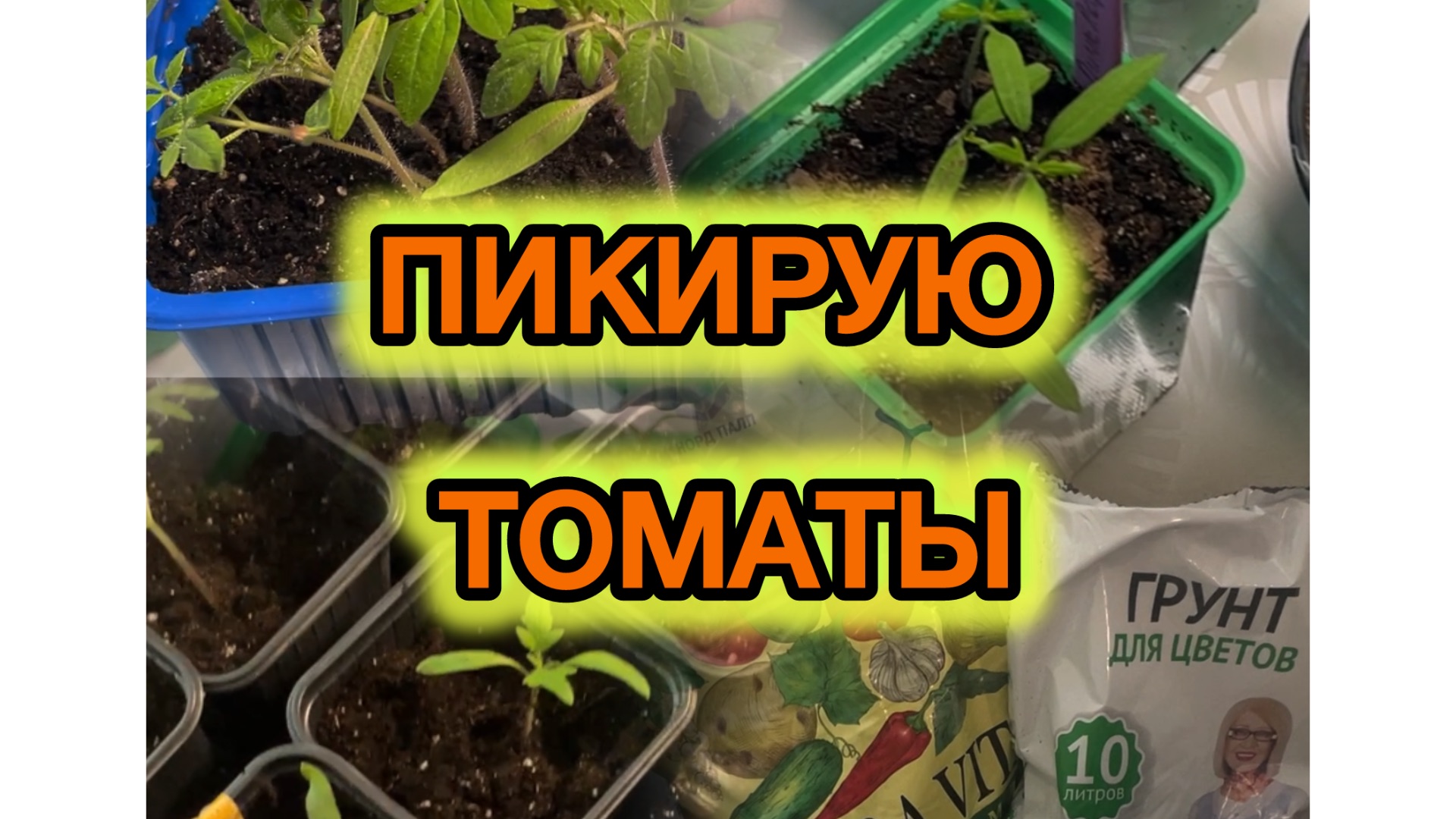 Пикировка томатов. Роза в коробке.