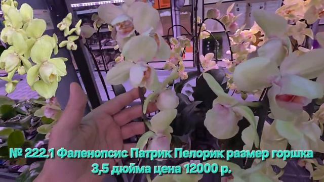 № А222.1 Фаленопсис Патрик Пелорик размер горшка 3,5 дюйма
