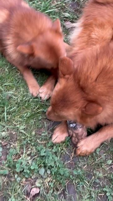 КОСТЬ пошла по… ПАСТЯМ! The BONE Kept Changing MOUTHS!