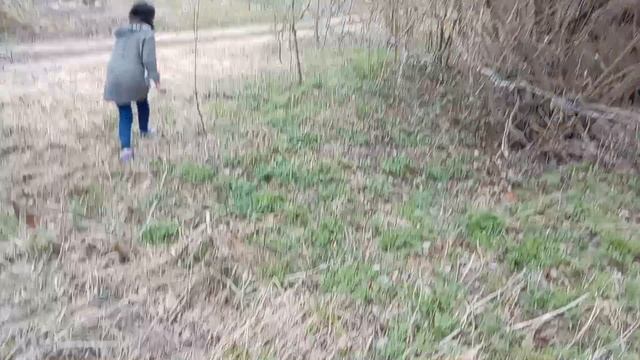 Как восхитительно выглядит ветреница дубравная!