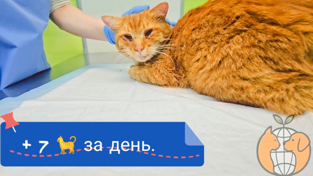 Сегодня у нас с вами в итоге + 🐈🐈🐈🐈🐈🐈🐈. 5 малышей и 2 взрослые котейки.