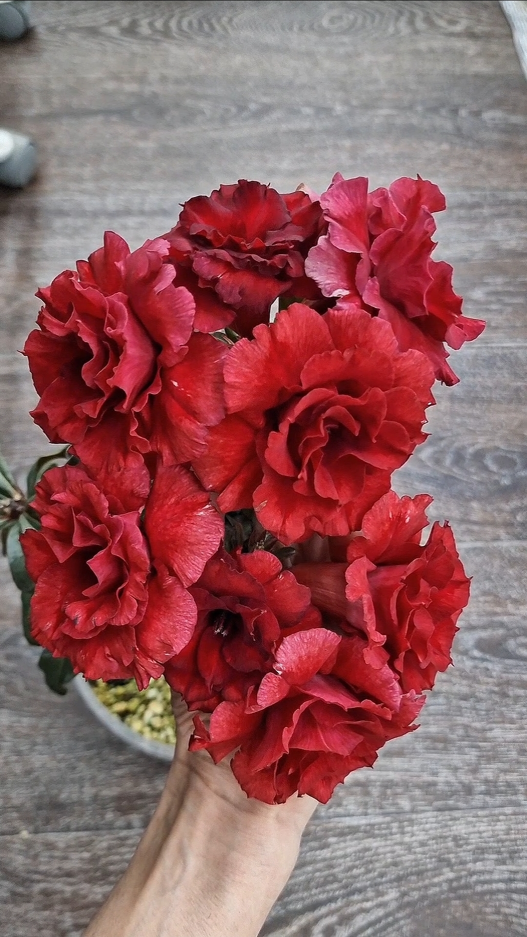 Адениум Красный бриллиант❤️ Сеянец, выращенный из семян.