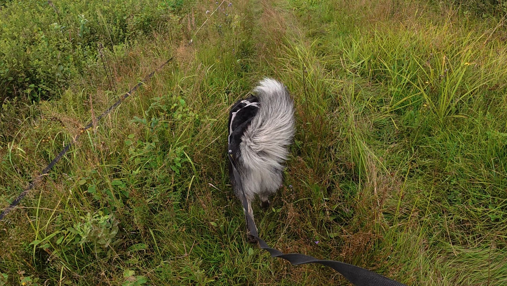Жизнь хаски Дика на даче 16.08.2025 часть 3