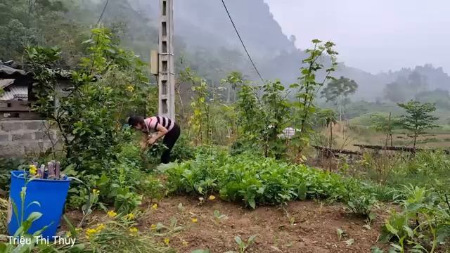 Сбор урожая с огорода, выращивание сахарного тростника, апельсинов, Отправка на рынок для продажи