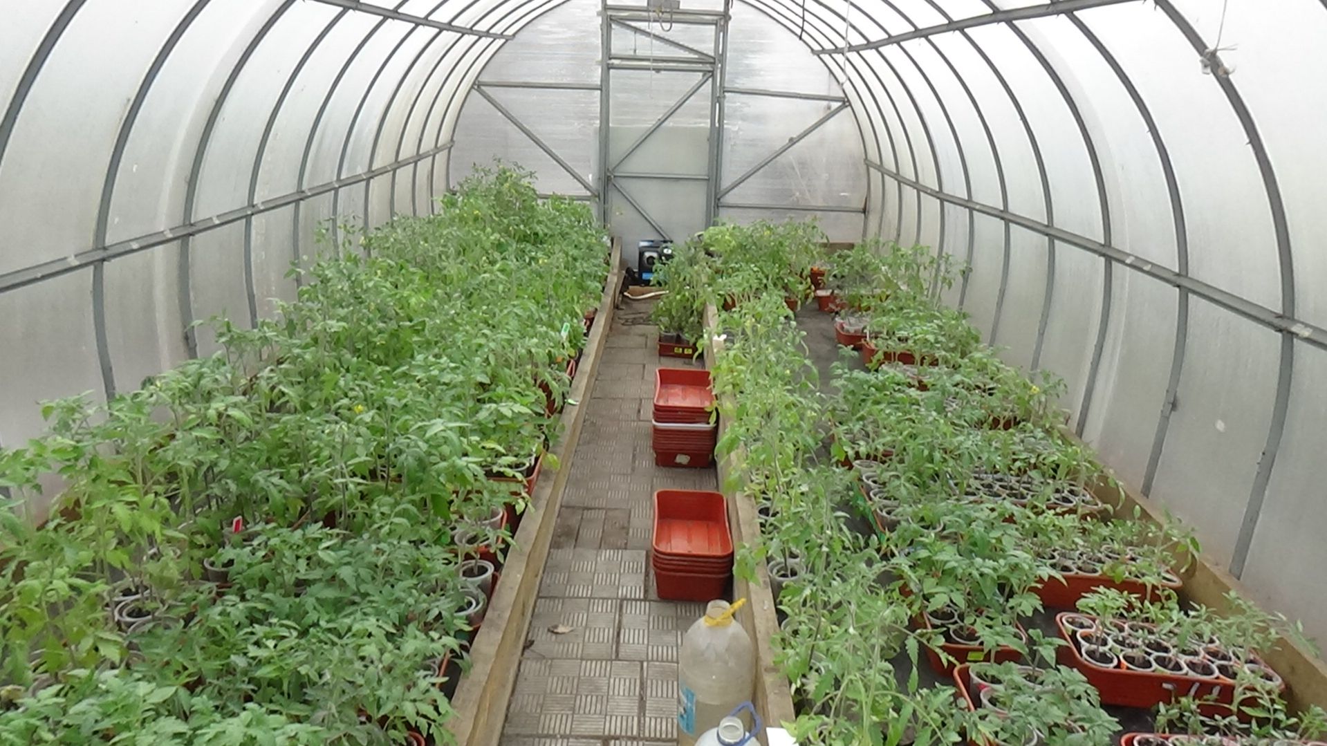 Томат Сибирский Бройлер тоже высадила в теплицу в первую очередь. 15.04.2026.