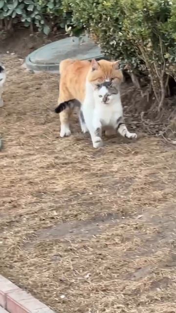 Прошу, только не в терновый куст! 🙀