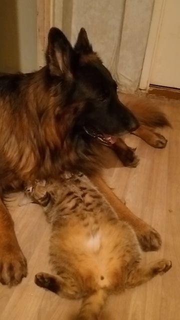 Рекс и Вася:)