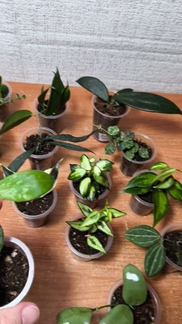 Мелколистные хойи .Излишки.