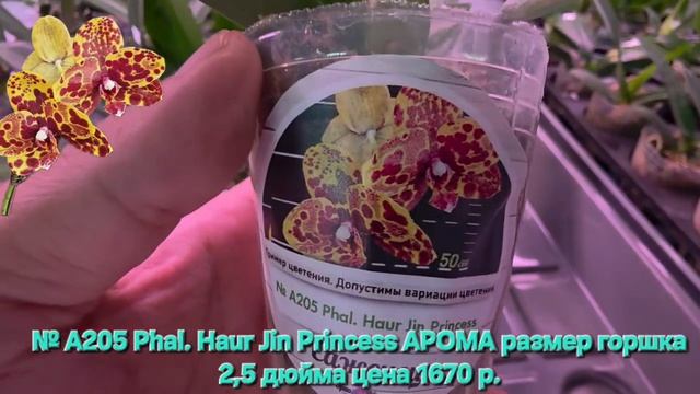 № А205 Phal. Haur Jin Princess АРОМА размер горшка 2,5 дюйма