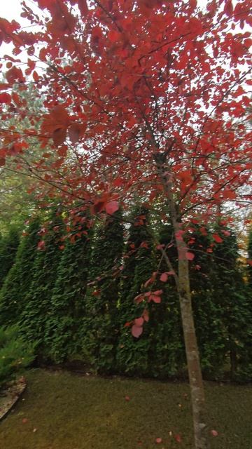 черёмуха чтобы была красивая её крону нужно прореживать