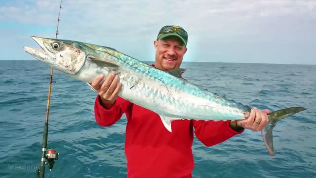 Чем Макрели (род Scomberomorus Lacepède, 1801) отличаются от Скумбрий (род Scomber Linnaeus, 1758) ?