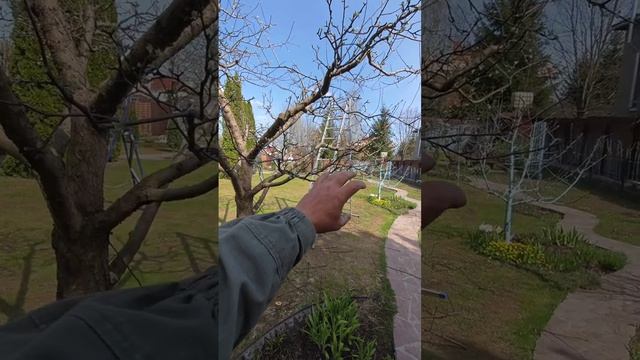 яблоня в природном стиле
яблоня Андрея бадаева