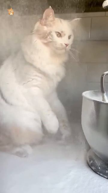 Небольшой раскардаж.😻Веселые котики. Коты хулиганы! Невероятные трюки! #кот #хулиган #смех #short