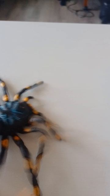 паук танцует