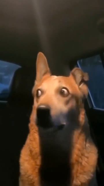 Душевная тревога.