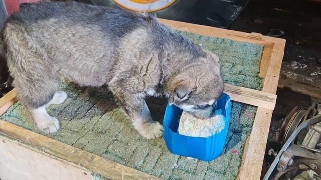 24.03.2026 г. Первое сырое мясо.