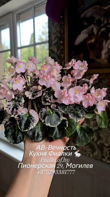 🐇🌸❤️АВ-Вечность полуминиатюрное нежное создание с сильным именем.