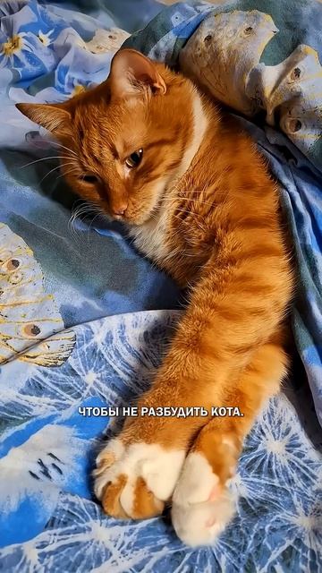 В мире котов #котглавный