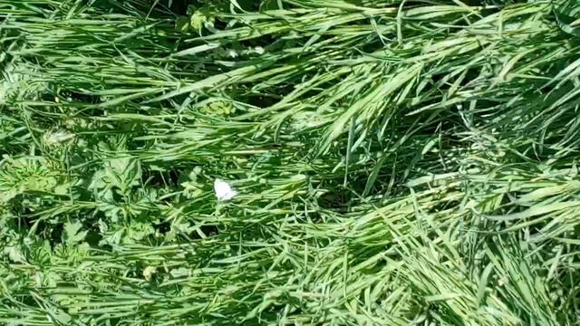 🐛🌿☘️🦋ʕ•ᴥ•ʔʕ·ᴥ·˵　ʔ