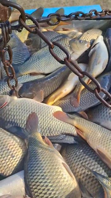 Погрузка Карпа