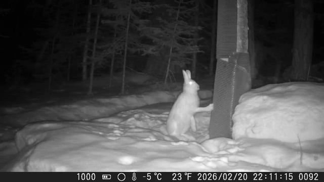 Видео от Красноярская тайга. Фотоловушки
