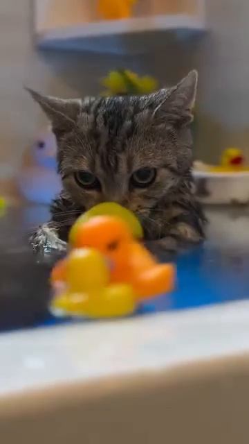 Автор видео: Abecinema