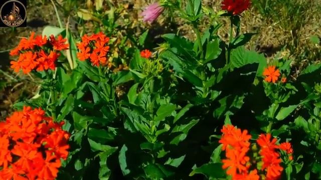 Сборник душевных песен о любви 2026