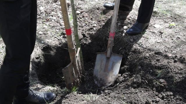 В Армавире выпускники гимназии №1 посадили 30 деревьев в рамках акции «Сад Памяти»