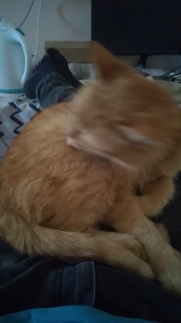 VID_20260416_141710.mp4