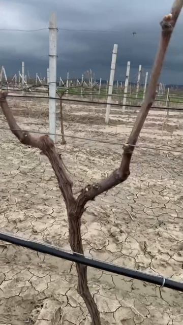 Преодоление полярности винограда.