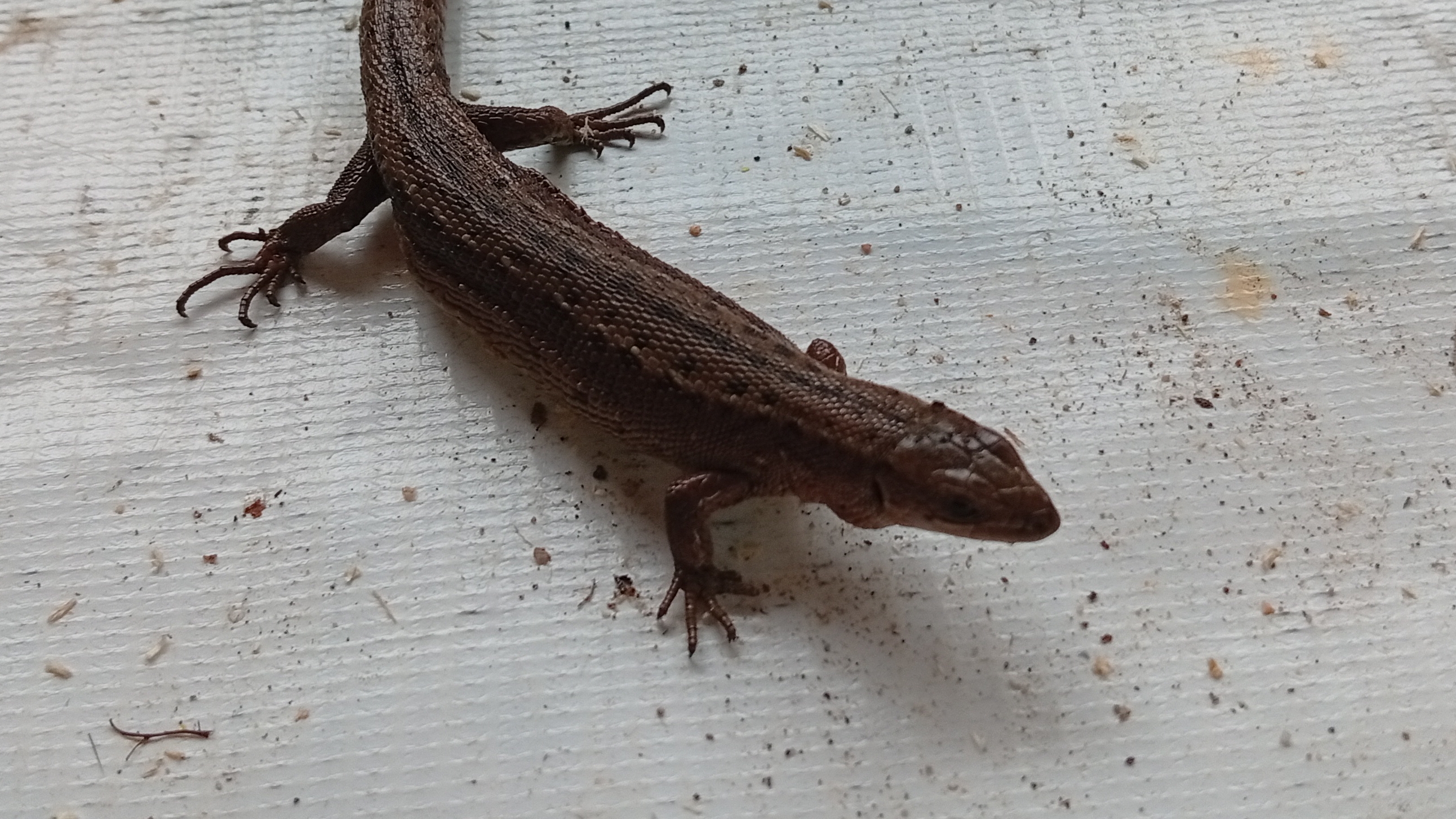 Ящерица после зимней спячки в среде обитания на огороде