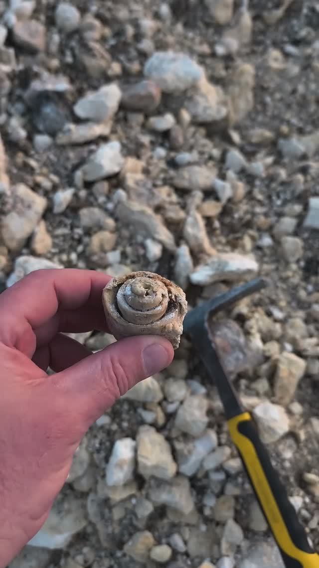 Strombus и Campanile Giganteum 2026 04 15