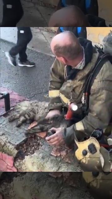 В Тюмени спасатель реанимировал котика, который надышался угарным газом во время пожара