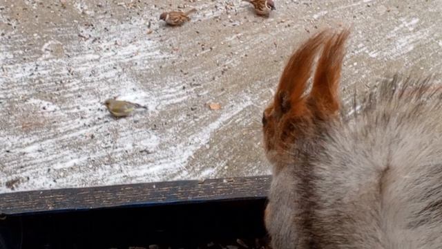 обед для белок