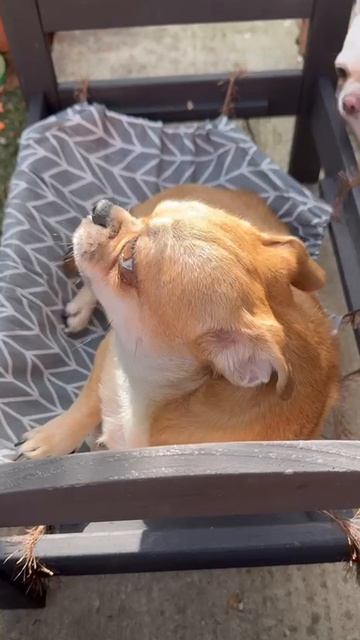 Маленький ворчун.