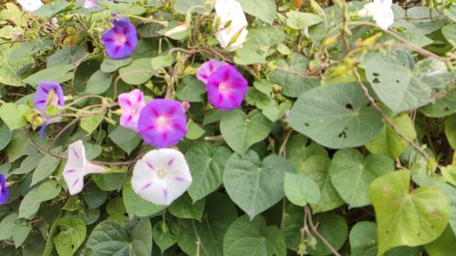 Один из дней города Евпатории | 21 сентября 2021 г | Крым ХАН БАТОН XAH 6ATOH | VID_20210921_144628