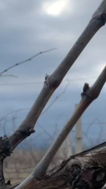 Сортовые различия в интенсивности сокодвижения