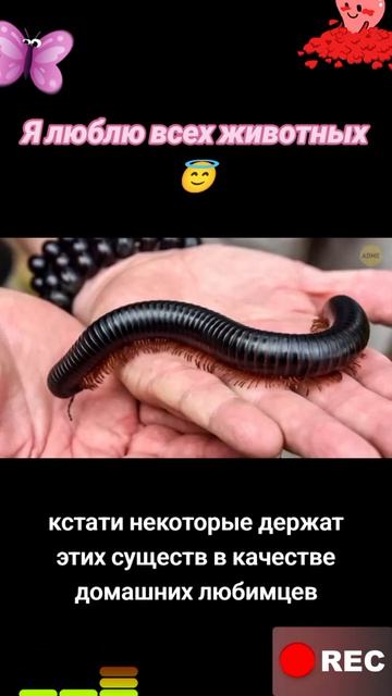 Я люблю всех животных😇
