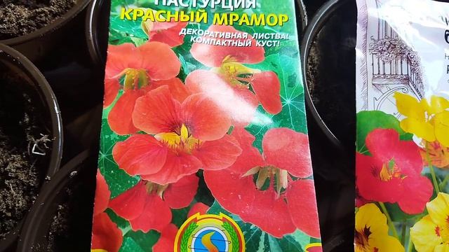 Посадка настурции на рассаду