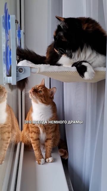 Зачем два кота #коты