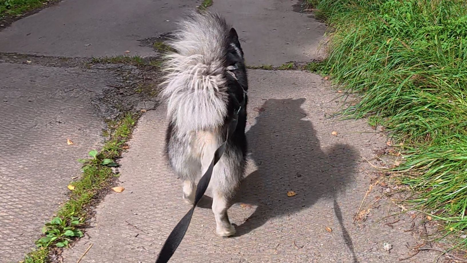 Хаски Дик на даче 18.08.2025