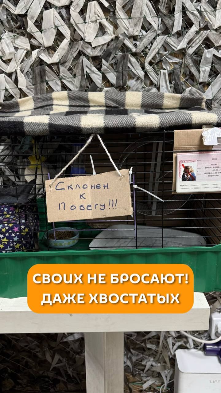 Своих не бросают! Даже хвостатых
