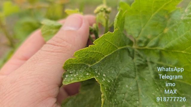 Натиҷаи пайванди тирамоҳии ангур — шумо ҳам метавонед ба чунин натиҷа ноил шавед! 🍇MAX918777726